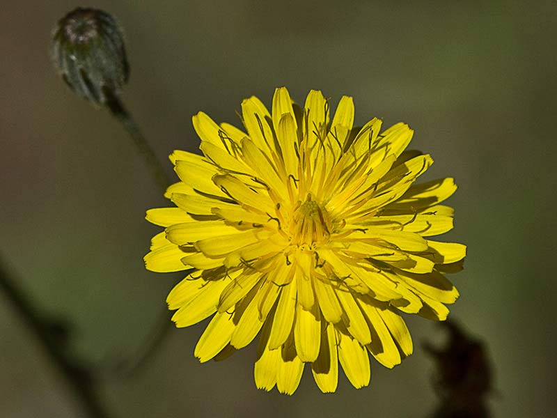Almirón (Crepis capillaris)
