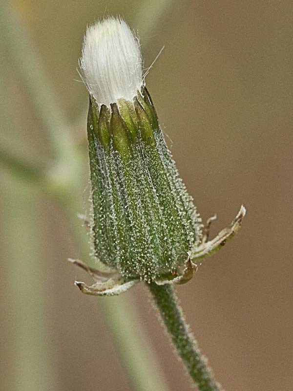 Almirón (Crepis capillaris)