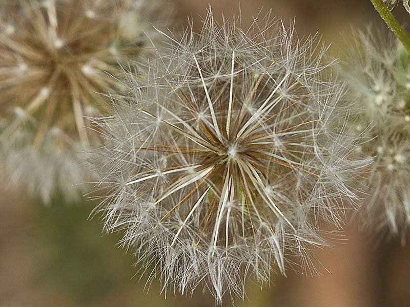 Almirón (Crepis capillaris)