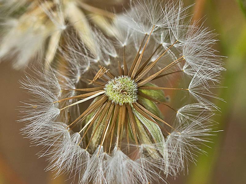 Almirón (Crepis capillaris)