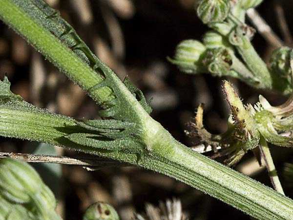 Almirón (Crepis capillaris)