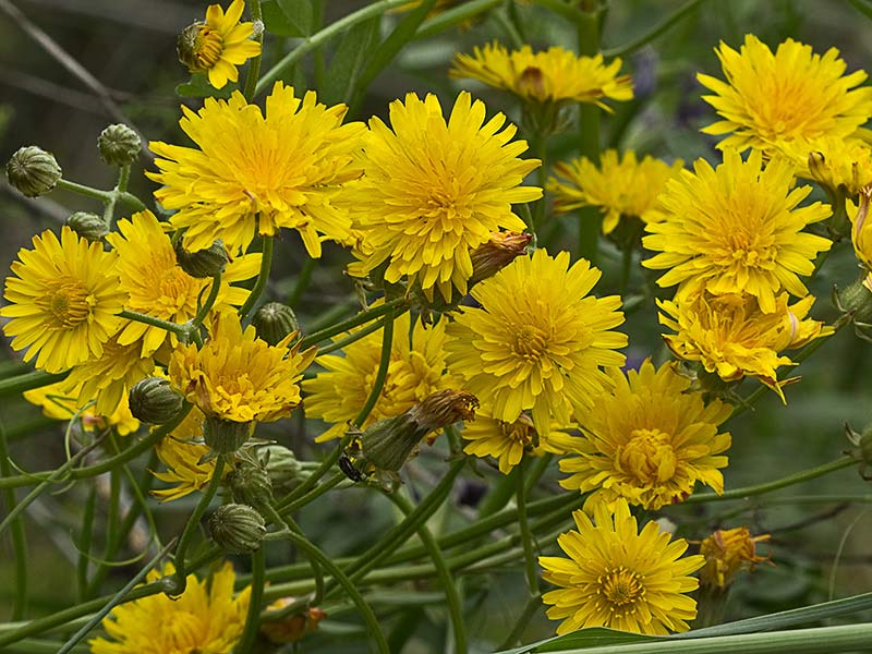 Almirón (Crepis capillaris)