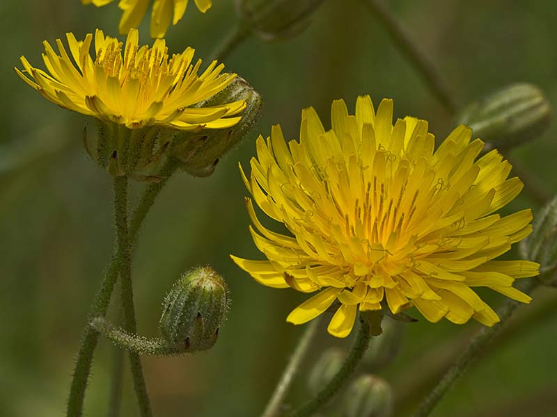 Almirón (Crepis capillaris)