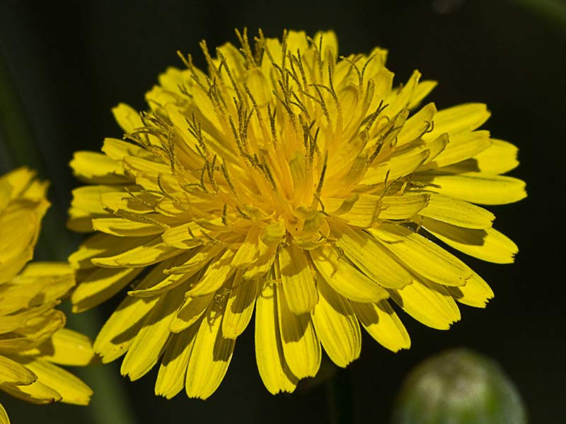 Almirón (Crepis capillaris)