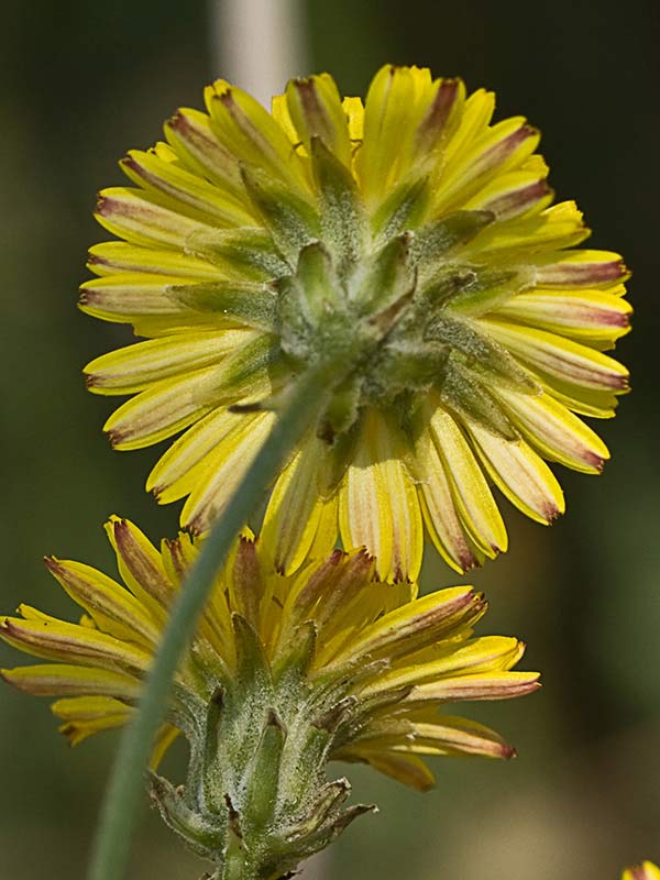 Almirón (Crepis capillaris)