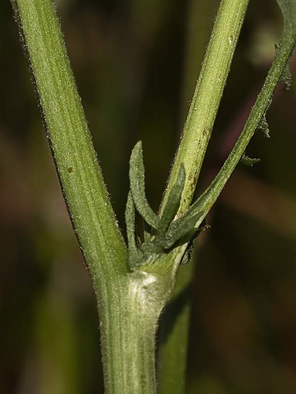 Almirón (Crepis capillaris)