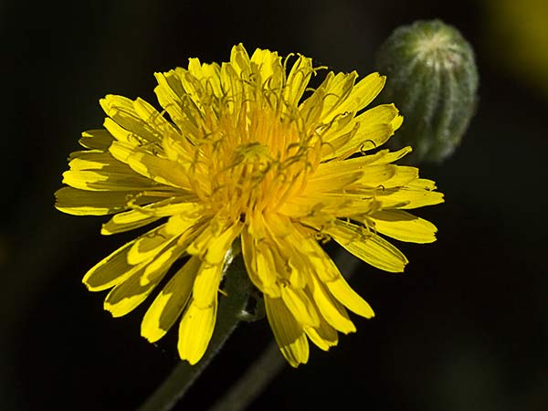 Almirón (Crepis capillaris)