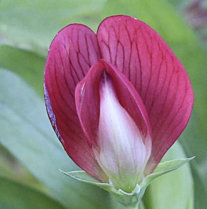 Almorta de monte (Lathyrus cicera)
