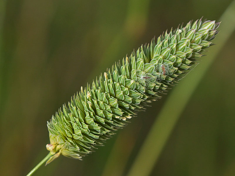 Alpiste (Phalaris canariensis)