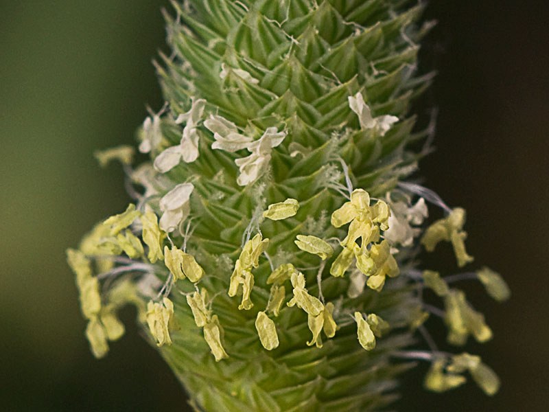 Alpiste (Phalaris canariensis)