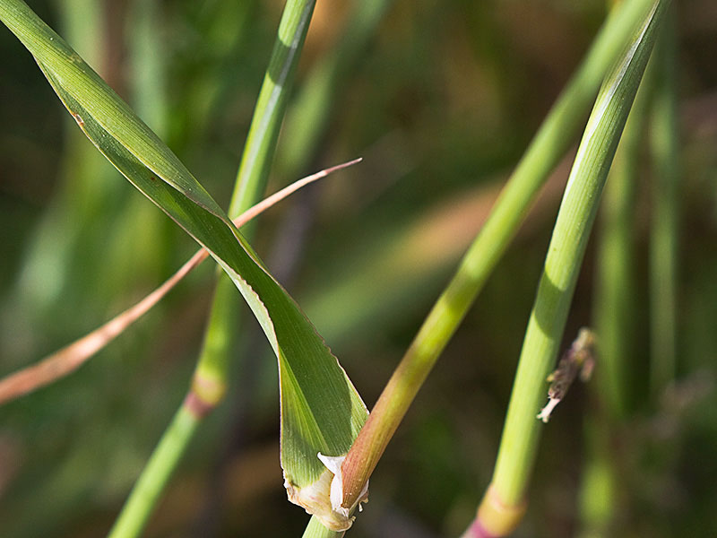 Alpiste (Phalaris canariensis)