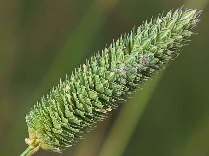 Alpiste (Phalaris canariensis)