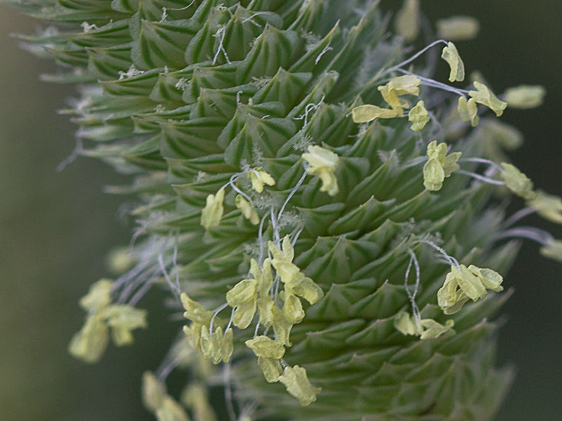 Alpiste (Phalaris canariensis)