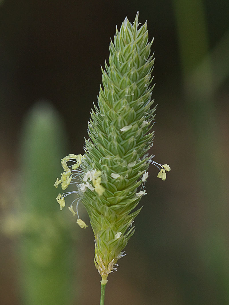 Alpiste (Phalaris canariensis)