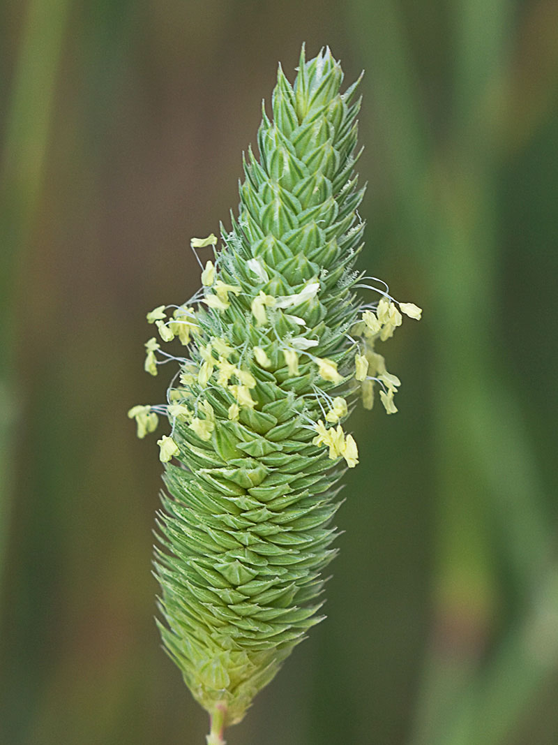 Alpiste (Phalaris canariensis)