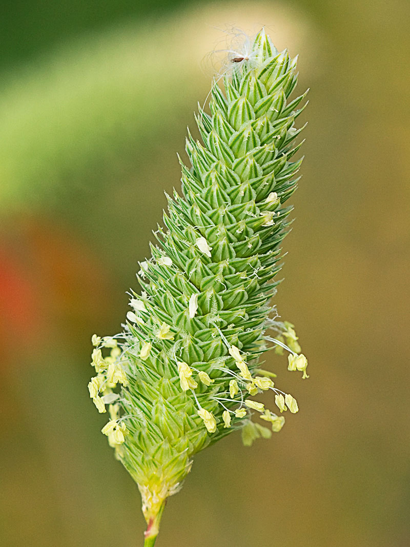 Alpiste (Phalaris canariensis)