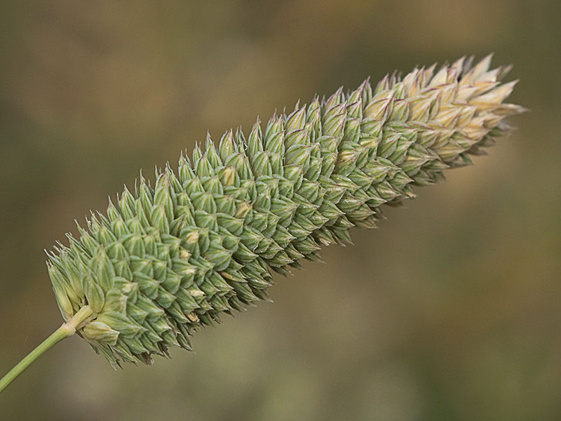 Alpiste (Phalaris canariensis)