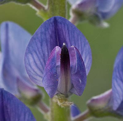 Lupinus angustifolius, altramuz azul