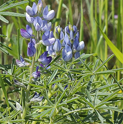Altramuces azules (Lupinus angustifolius)