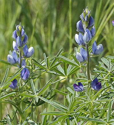 Mata de altramuces (Lupinus angustifolius)