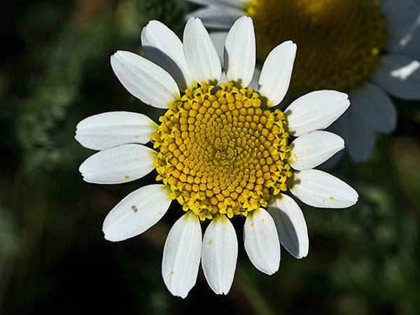 Amagarza, manzanilla bastarda (Anacyclus clavatus)