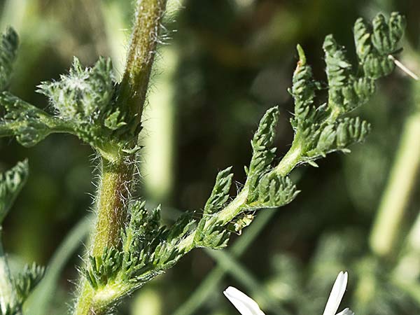 Amagarza, manzanilla bastarda (Anacyclus clavatus)