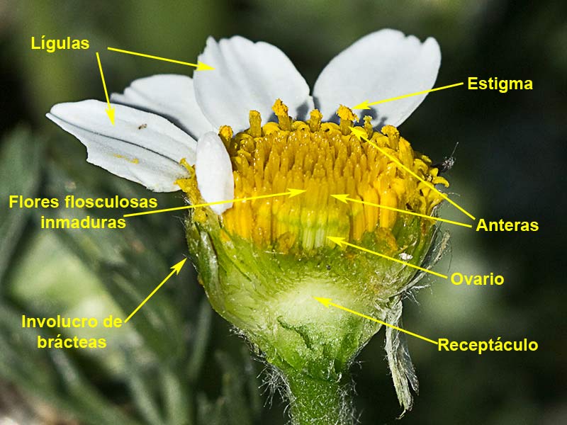 Amagarza, manzanilla bastarda (Anacyclus clavatus)