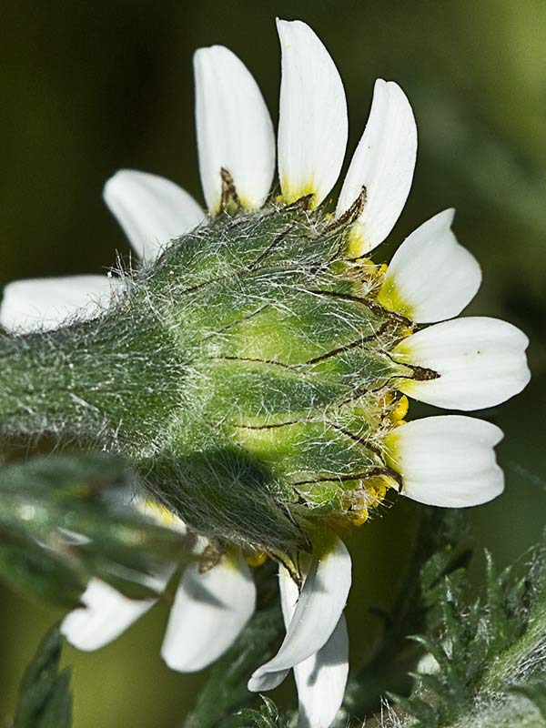 Amagarza, manzanilla bastarda (Anacyclus clavatus)