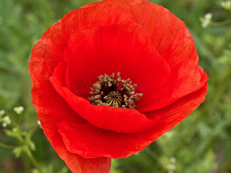 Flor de la amapola  (Papaver rhoeas)
