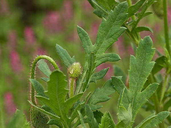 Mata de la amapola  (Papaver rhoeas)