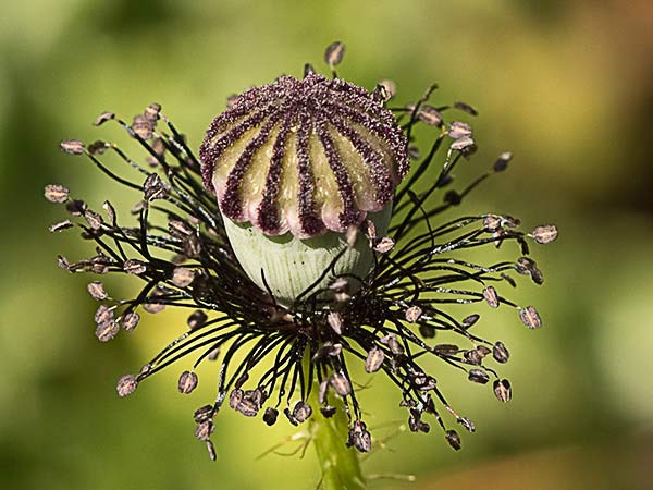 Fruto de la amapola  (Papaver rhoeas)