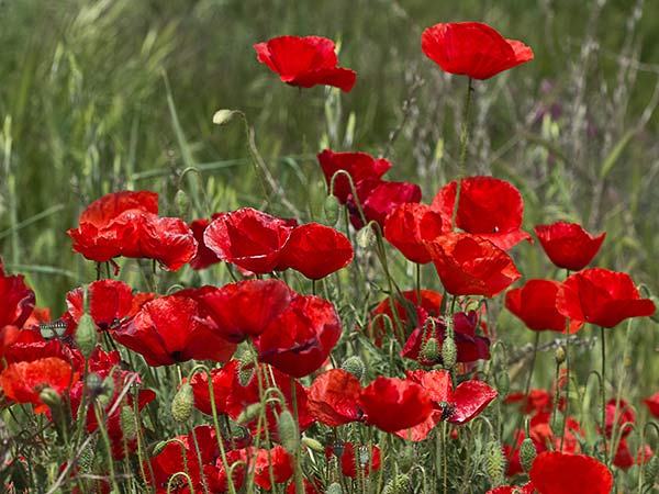 Mata de la amapola  (Papaver rhoeas)