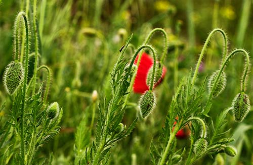 Amapolas (Papaver rhoeas)