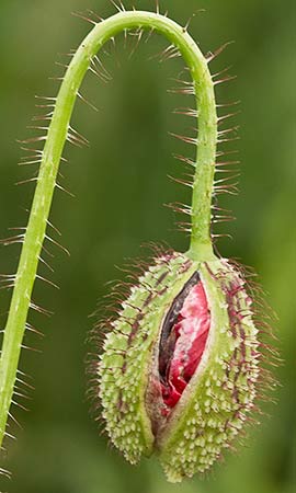 Capullo de la amapola  (Papaver rhoeas)