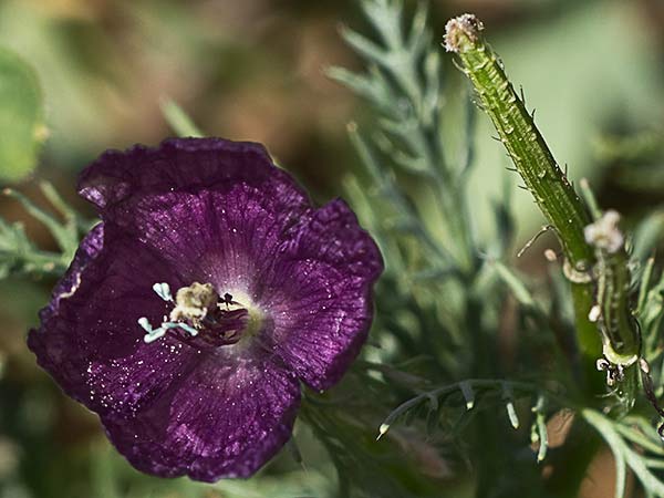 Amapola morada (Roemeria hybrida)