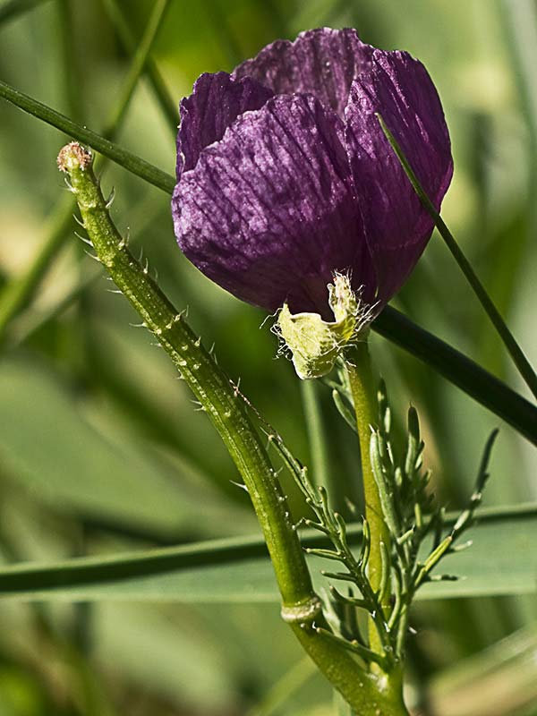 Amapola morada (Roemeria hybrida)