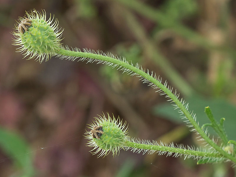 Papaver hybridum (amapola peluda)