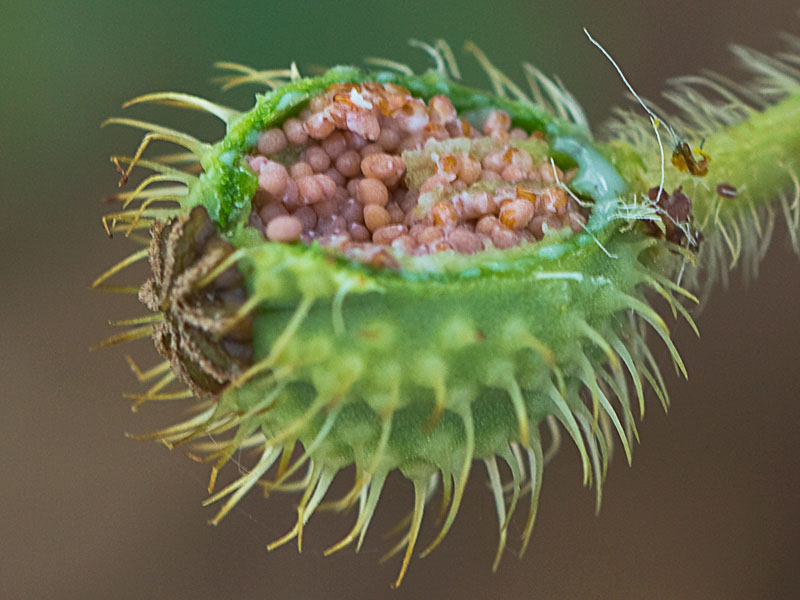 Papaver hybridum (amapola peluda)