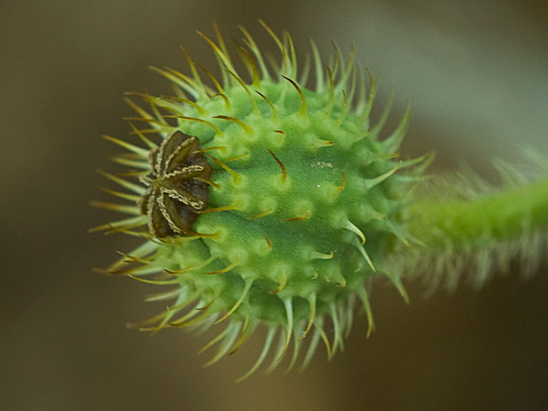 Papaver hybridum (amapola peluda)-3