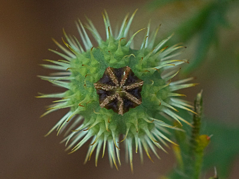 Papaver hybridum (amapola peluda)-5