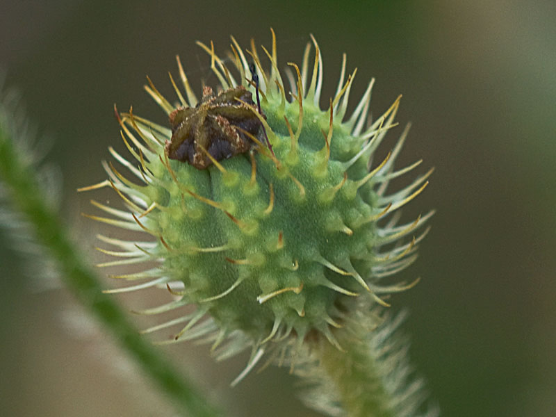 Papaver hybridum (amapola peluda)-7