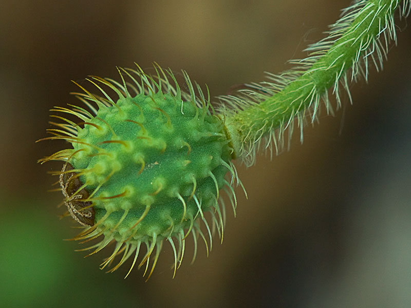 Papaver hybridum (amapola peluda)-10