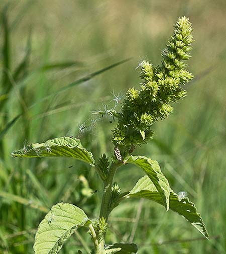 Amarantos (Amaranthus retroflexus)