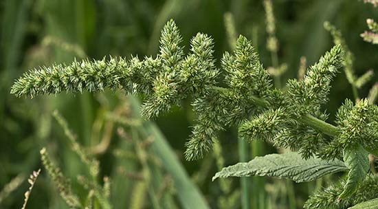 Inflorescencia de Amaranto (Amaranthus retroflexus)