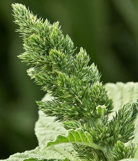 Infloresecencia de Amaranto (Amaranthus retroflexus)
