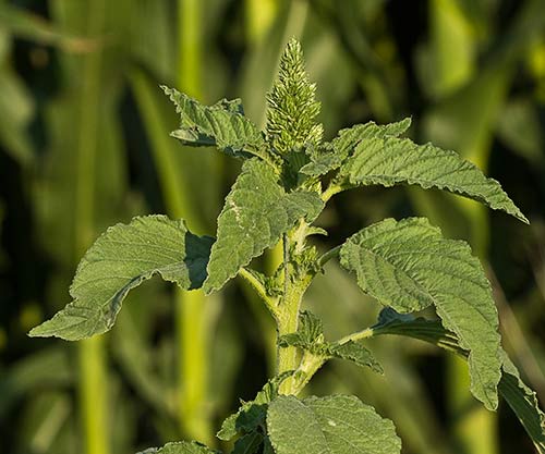 Mata de Amaranto (Amaranthus retroflexus)