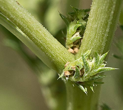 Tallo del bledo rojizo, Amaranthus blitoides