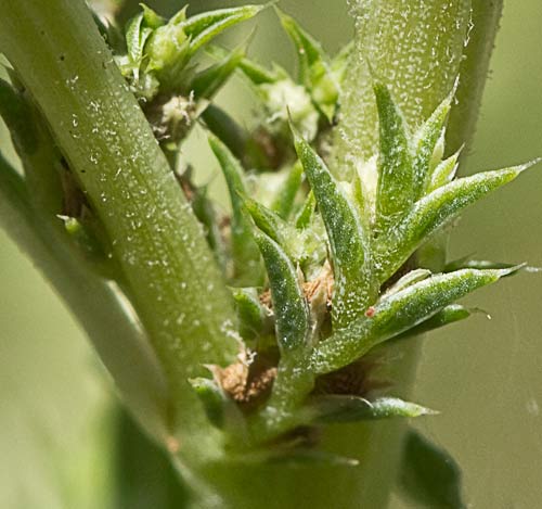 Tallo del bledo rojizo, Amaranthus blitoides