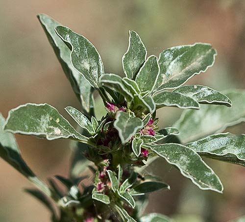 Hojas y flores del bledo rojizo, Amaranthus blitoides