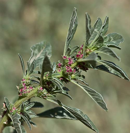 Tallo florido del bledo rojizo, Amaranthus blitoides